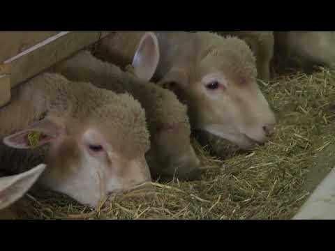 Farma IDF ovaca Delta Agrar kod Zaječara