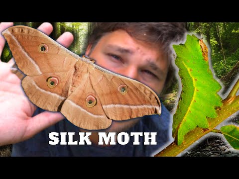 How to Breed Chinese Oak Silkmoths? -  Antheraea pernyi in MothCycles