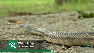 Texas Rat Snake (Wild Things)