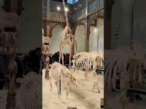 Museo gratis en Santiago | 200 años de historia natural | Quinta Normal