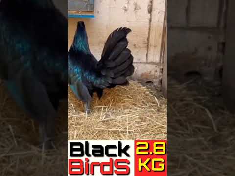 Beautiful cock breeds A:576