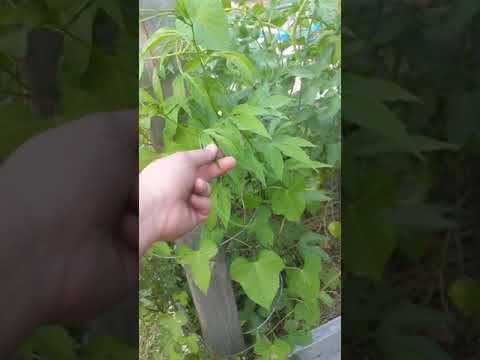 Nightshade Garden Beds Tour  14 June 2020