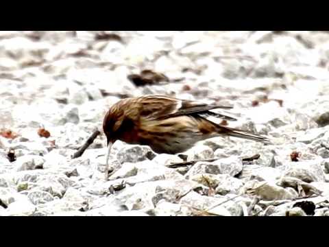 Redpoll feeding on the ground