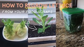 How to Regrow Lettuce From Food Scraps [EASY!]