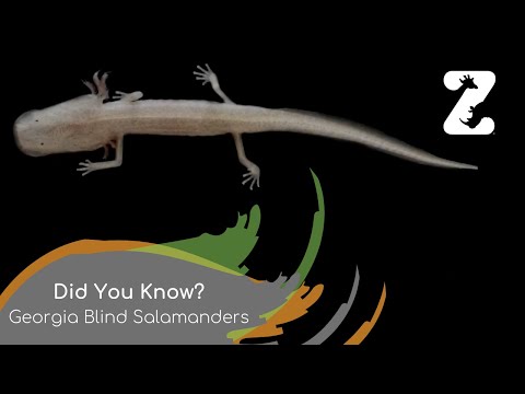 Did You Know? - Georgia Blind Salamanders!