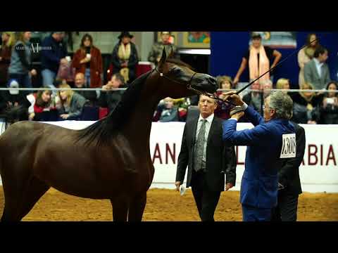 🔥 RHAN AL SHAHANIA 🔥 - Unanimous Gold Champion at the Tulsa US National, 2019
