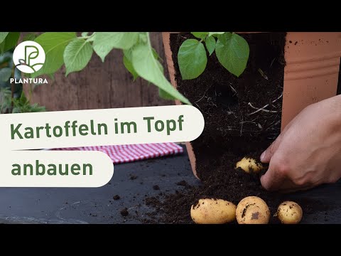 Kartoffeln im Topf pflanzen: So klappt’s (Anleitung)