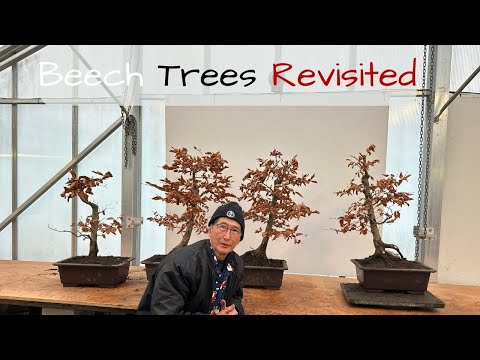 Beech Trees Revisited