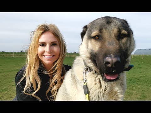 TURKISH KANGAL DOG - WOLF KILLER OR PET?