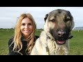 TURKISH KANGAL DOG WOLF KILLER OR PET
