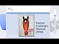 More Information About Equine Cushing S Disease PPID