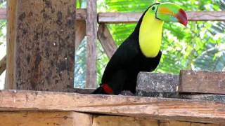 preview picture of video 'Tucan comiendo, zoológico Petencito. Flores Petén, Guatemala'
