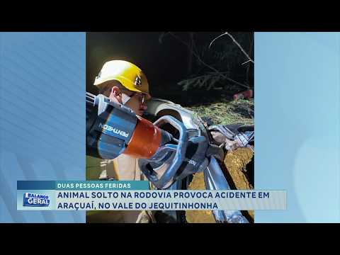 Duas pessoas feridas: Animal solto provoca acidente em Araçuaí.