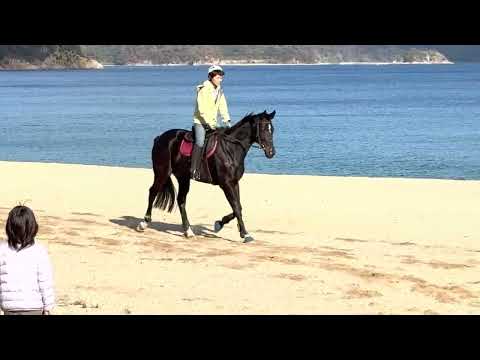 [4K] [HDR] Purasangre corriendo en Katazoegahama, ciudad de Suo-Oshima (PLAY FES. in Suo-Oshima '23, ~Kotoishi Thoroughbred Park~) (domingo 19 de noviembre de 2023)