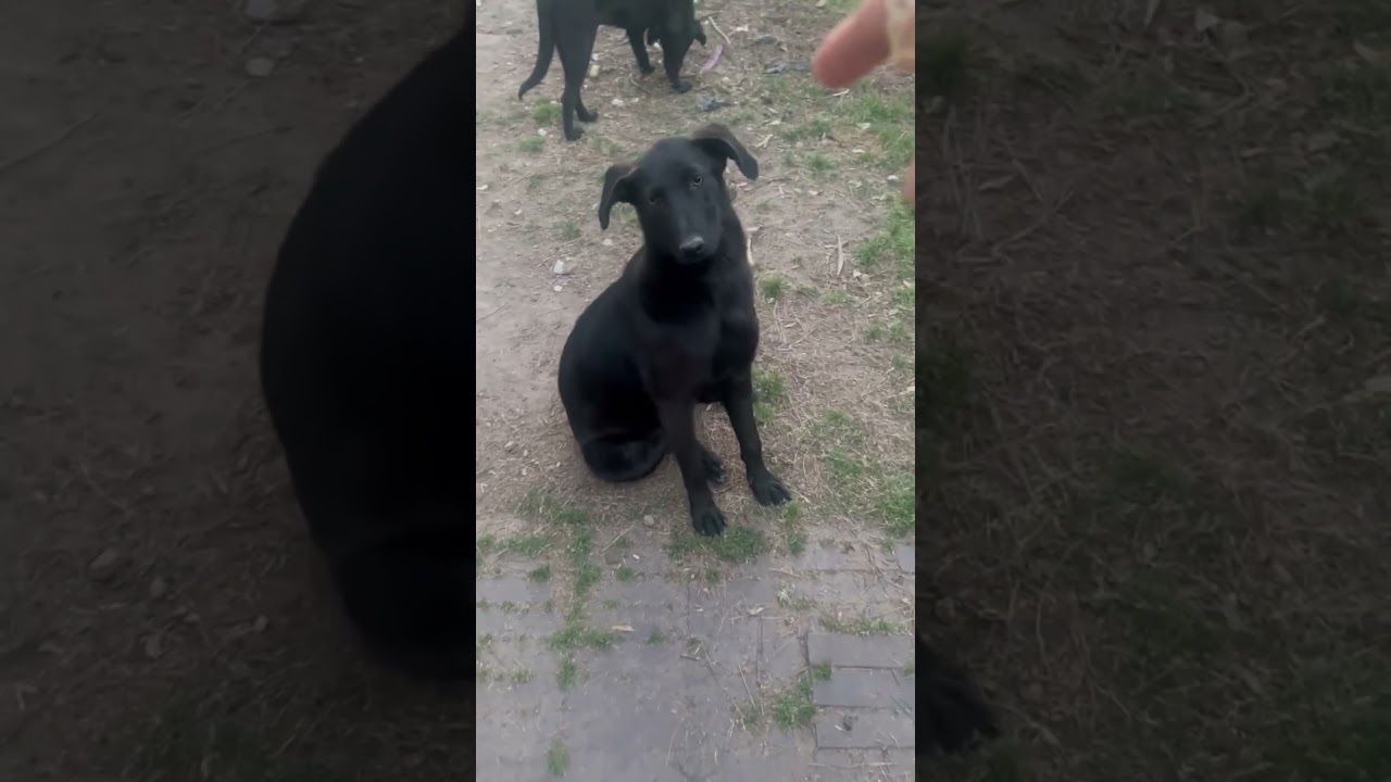 Enlarge Gusty, a ADOPTABLE mixed breed in Warrington, PA video 6/6