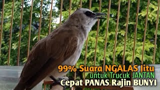 Download lagu Trucuk BETINA memanggil Jantan Suara Birahi Ngecuplik 100% pancingan trucukan gacor agar BUNYI EMOSI mp3