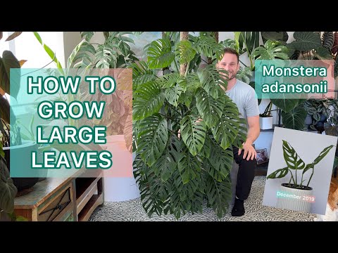 How I grew a large Monstera adansonii from a small cutting - Plant Spotlight