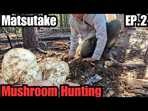 Matsutake (Pine) Mushroom  EP.2 (ON THE HUNT!) Where to start looking.