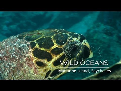 水中の迷宮を案内するウミガメ (Hawksbill turtle leads the way through underwater labyrinth)