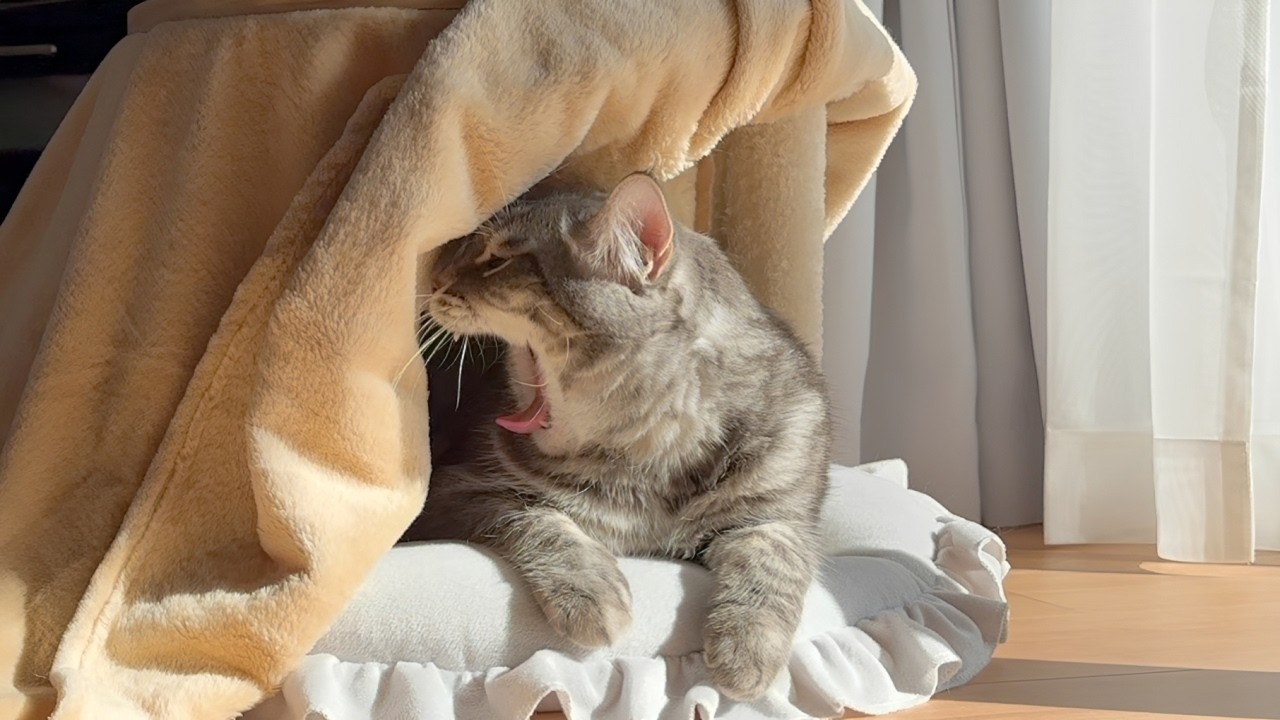 ネコが今年最後のこたつでのんびりしている姿が可愛い