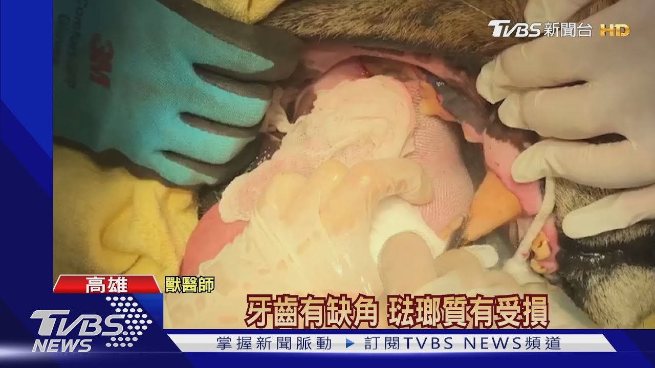 幫獅子「刷牙」陣仗大!全身麻醉後 搶時間洗牙兼治療