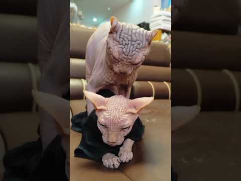 how some breed of cats are beautiful#youtubeshorts#youtubereels#fyp#automobile