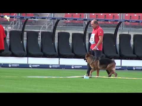 Juanita vom Webachtal Bszs  2019 Tsb