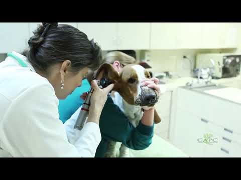Spinose Ear Ticks