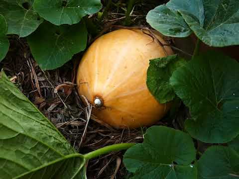 Ogród Marzeń - kompostownik, czyli złoto ogrodników.