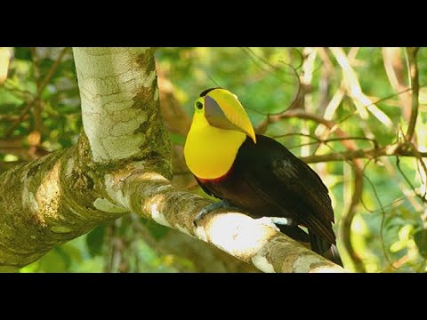 Звуки птиц для глубокого сна 6 часов. Bird sounds for deep sleep 6 hours.