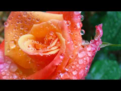 Cơn mưa cuối - Loan Châu