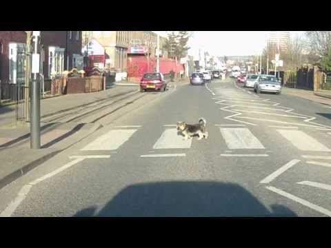 Wee Dog using Zebra Crossing - Belfast - Falls Road