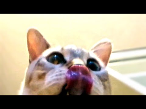 How cats drink water | What water bowl sees when cat drinks water, ASMR Cat drinking water, cute cat