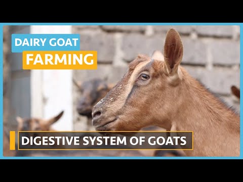 Dairy Goat Farming Lesson 1 Course Outline