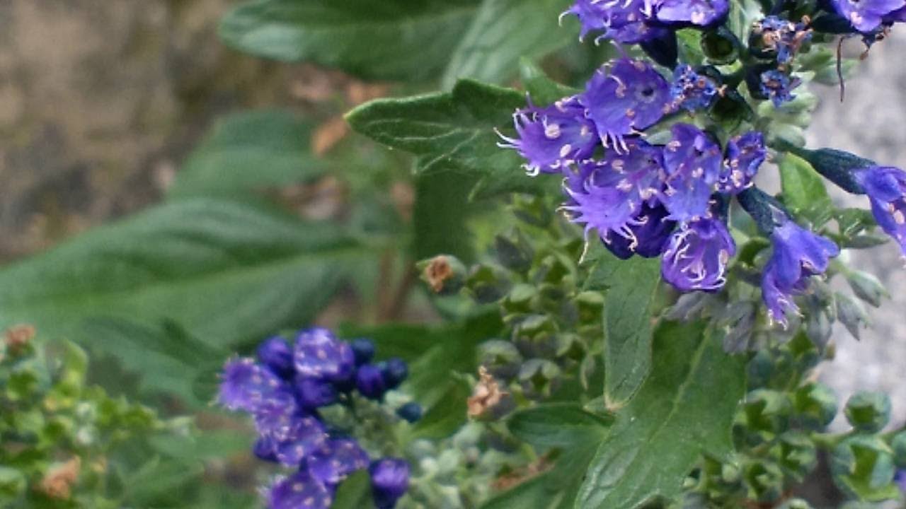 Caryopteris x clandonensis 'Heavenly Blue' - YouTube