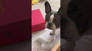 お片付けのお手伝いをしたい🐶#shorts 　　　　　　　　　　　　　　　　　　　　　　　　"I want to help with cleaning up 🐶"