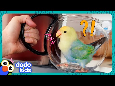 Cet oiseau veut construire son nid - dans notre cuisine !!! | dodo kids