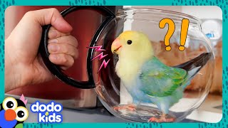 Miniature vidéo