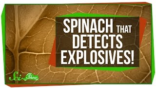 Spinach That Detects Explosives!