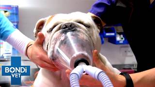 Suffocating Bulldog Needs Emergency Surgery | Full episode Season 5 Ep2
