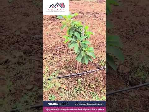 Avocado Development