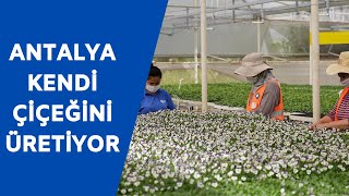 Antalya'da 5.5 milyon çiçeğin üretim hazırlıkları başladı
