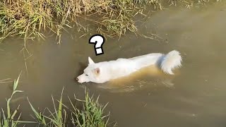 EPIC Hide and Seek Outside with my Husky