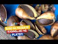 Suso Sa Masbate Kasinglaki Ng Plato I Juander