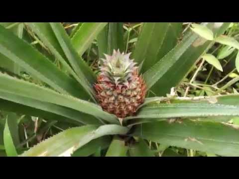 Flow besøker Marquesas