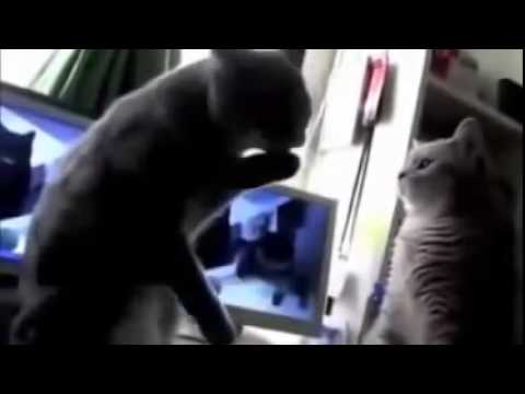 Lustiges katzen Video "Backe backe Kuchen "