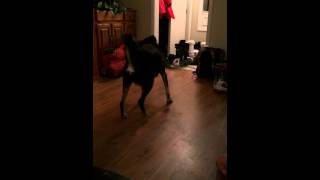 Monty the Dog goes Crazy with His Toy!!!  :)