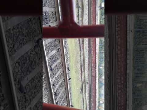 Animal life How you see