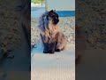 Travel Kashmir Animal Lover Cat Lover