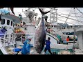 990 Lbs Monster / Amazing skills！Giant bluefin tuna cutting Master/巨大黑鮪魚切割大師